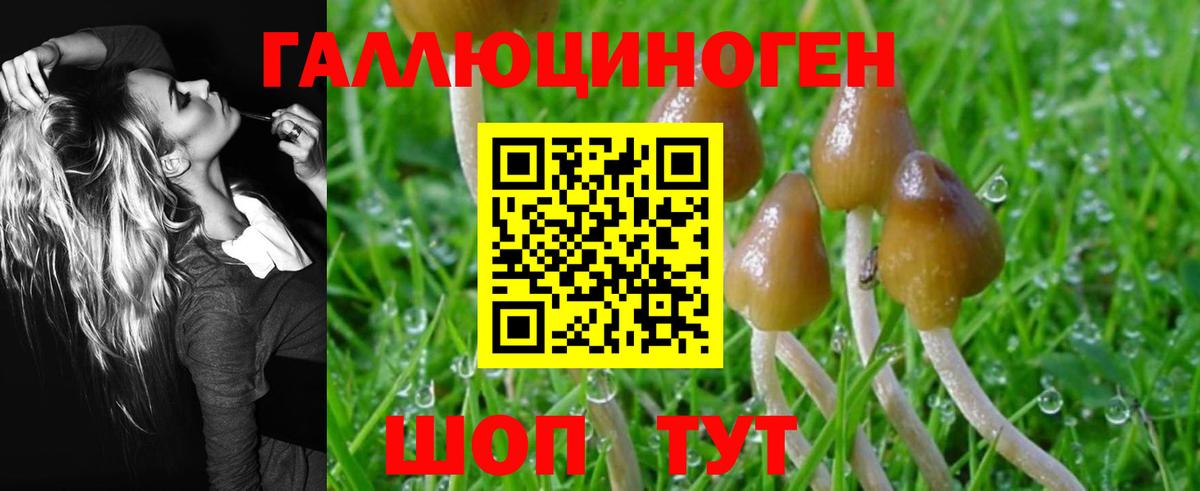 Галлюциногенные грибы Cubensis Ессентуки